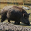 Wildes Wildschwein