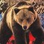 Russian Bear