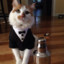 Bartender cat