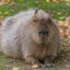 CapyBara