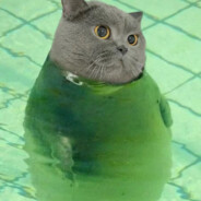 ----菜狗分割线----