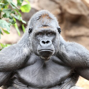 GORILLA FASQART Steam avatar