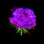 TrippyRose1559