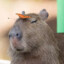 CapybarachkaSS