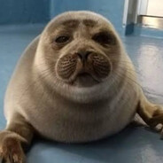 Niko The Seal