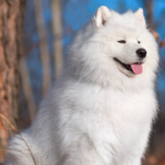 一只迷茫的猎豹