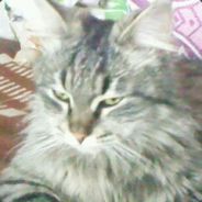 Asidert avatar