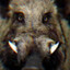 HogBert