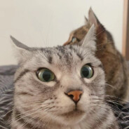 啊來啊啊啊啊啊