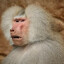 Macaco Albino