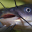 CATFISH