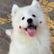 程序员只喝美式