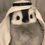 habibi