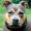 AmStaFF