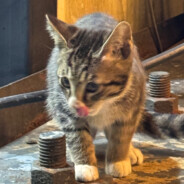 메그토마스 남친