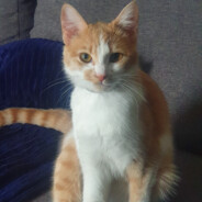 hal (fr)