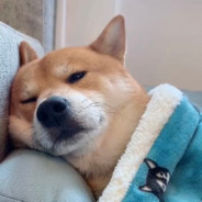 Ax-『暗枭』-凯旋11