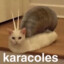 Karácoless