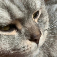 月桂树在太行山数星星02