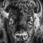Ominous as fuck Bison