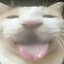 天才爱猫区发明家