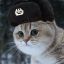 The Soviet Cat