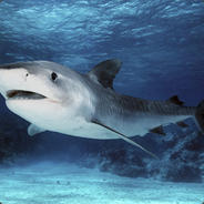 Deep water shark