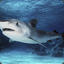 Deep water shark