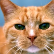Meowsenz