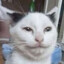 dicecat