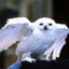 Hedwig