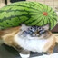 кот под арбузом
