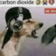 perc