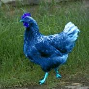 BlueChicken avatar