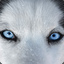 Icy Wolf