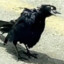 Vogeldanser.nl