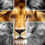 YESHUA