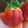 strawbenby