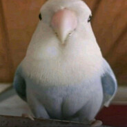 sun.freaky pigeon