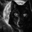 BlackWolf