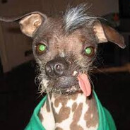 SPEED Cachorro