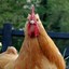 Chicken_Sire