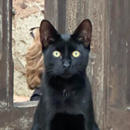 kemo