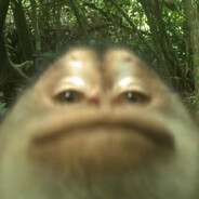 dandolla_
