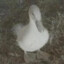 Albul