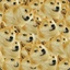 Doge