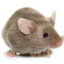 mouse1234