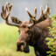 An Actual Moose