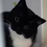 同花顺游龙海鹏