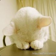 咖喱人8要了